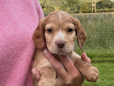 Working Cocker Spaniel Puppies