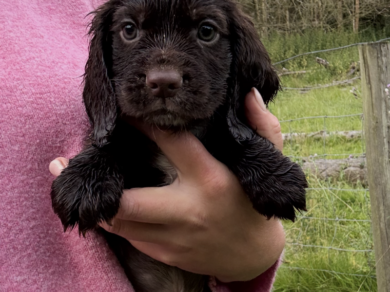 Working Cocker Spaniel Puppies