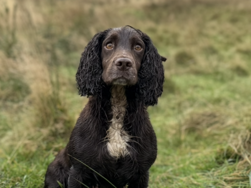 Working Cocker Spaniel Puppies