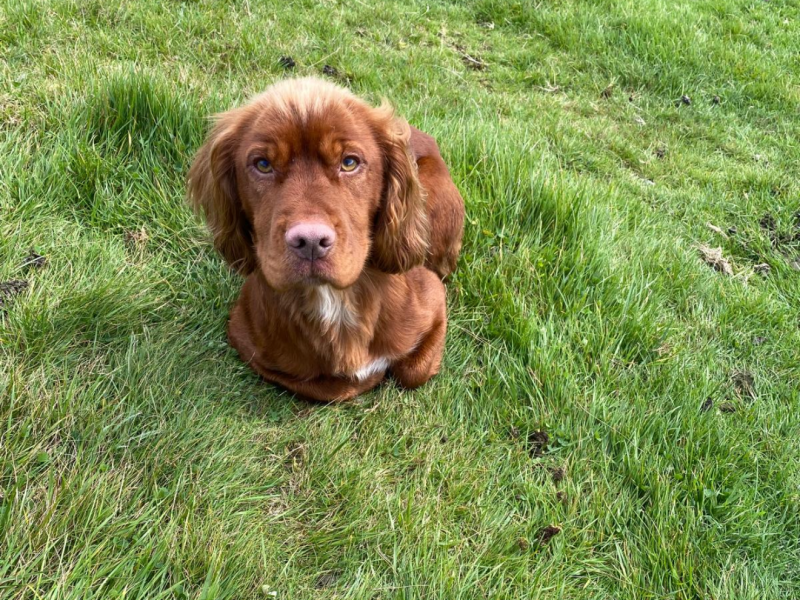 Working Cocker Spaniel Puppies