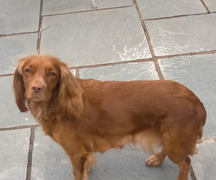 Beautiful Red KC Registered Working Cocker Spaniel Puppies For Sale (Rytex Kennels Bloodline. ALL SOLD