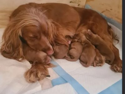 Beautiful Red KC Registered Working Cocker Spaniel Puppies For Sale (Rytex Kennels Bloodline. ALL SOLD