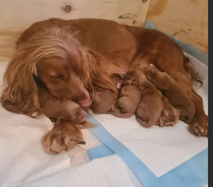 Beautiful Red KC Registered Working Cocker Spaniel Puppies For Sale (Rytex Kennels Bloodline. ALL SOLD