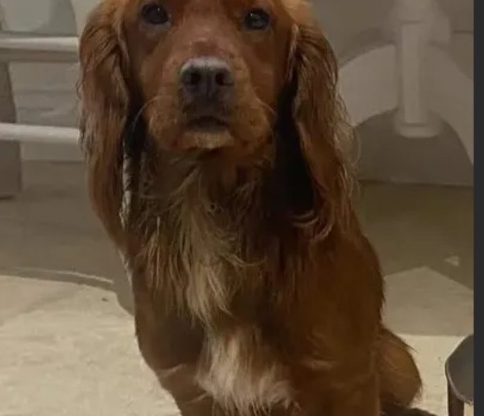 Beautiful Red KC Registered Working Cocker Spaniel Puppies For Sale (Rytex Kennels Bloodline. ALL SOLD