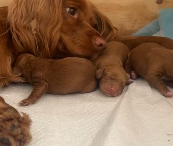 Beautiful Red KC Registered Working Cocker Spaniel Puppies For Sale (Rytex Kennels Bloodline. ALL SOLD