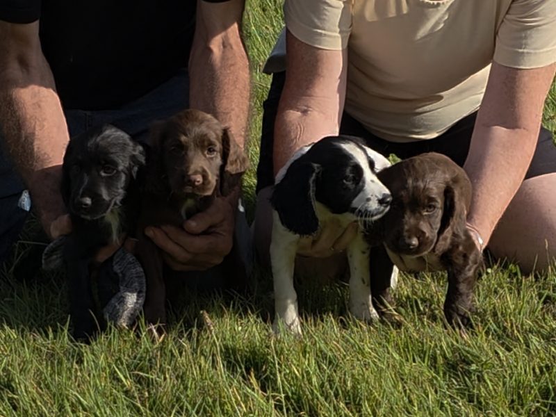 well bred working cocker spaniel pups for sale KC registered ALL SOLD