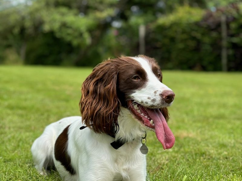 Gorgeous KC Registered Springer Spaniel Puppies