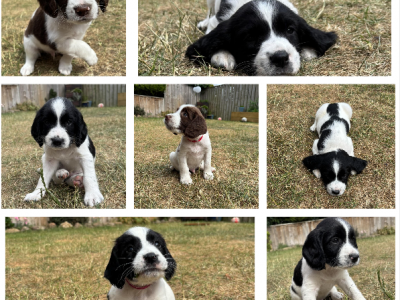 Gorgeous KC Registered Springer Spaniel Puppies