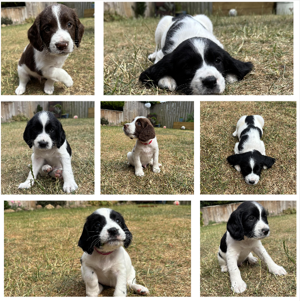 Gorgeous KC Registered Springer Spaniel Puppies