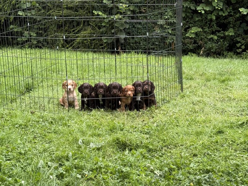 Working Cocker Spaniel Puppies