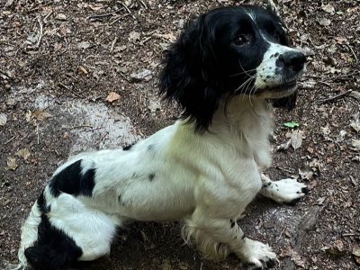 Kc reg ess trained bitch 2/half years