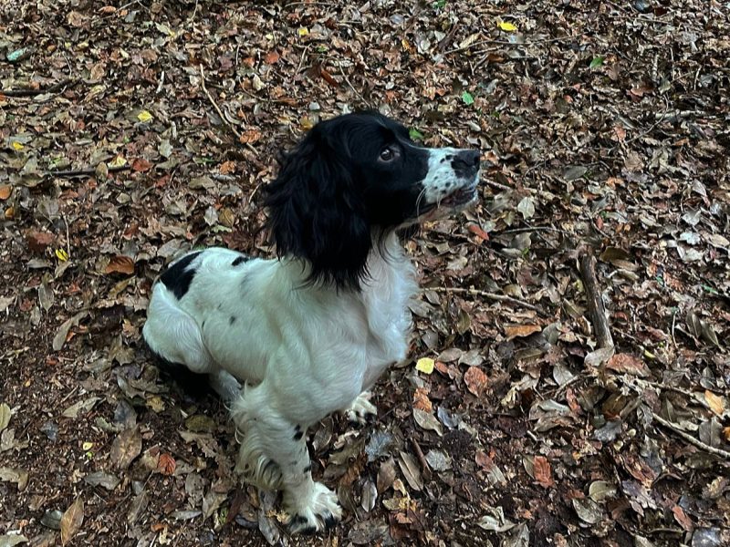 Kc reg ess trained bitch 2/half years