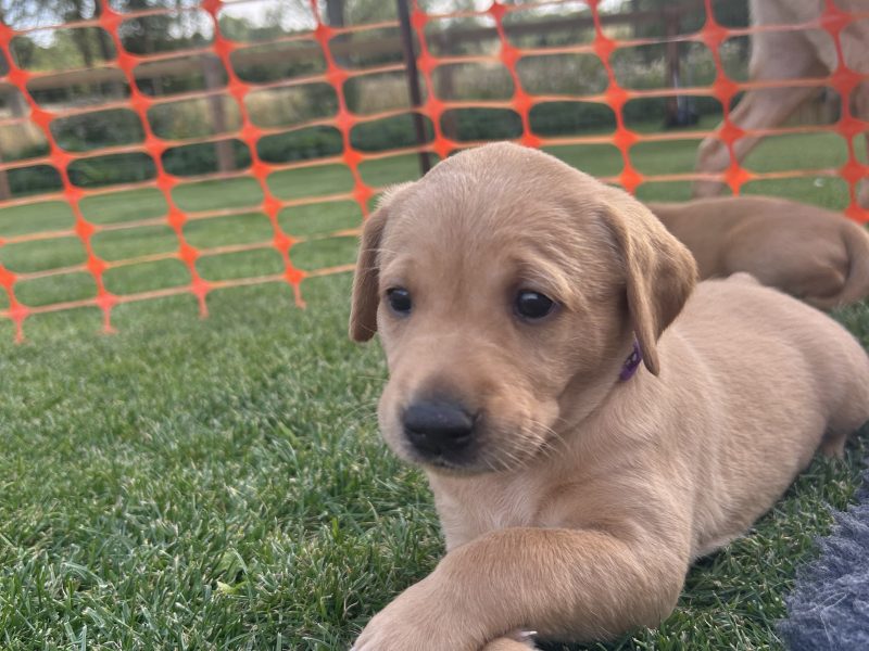 Two Labrador Bitches