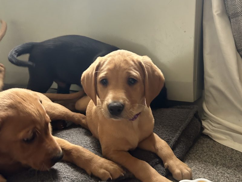 Two Labrador Bitches