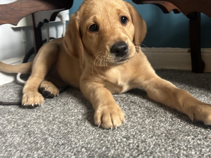 Two Labrador Bitches
