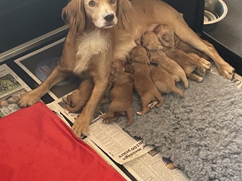 KC Registered Working Cocker Pups (ALL SOLD)
