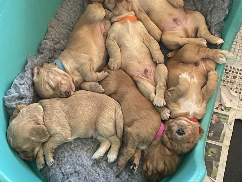 KC Registered Working Cocker Pups (ALL SOLD)