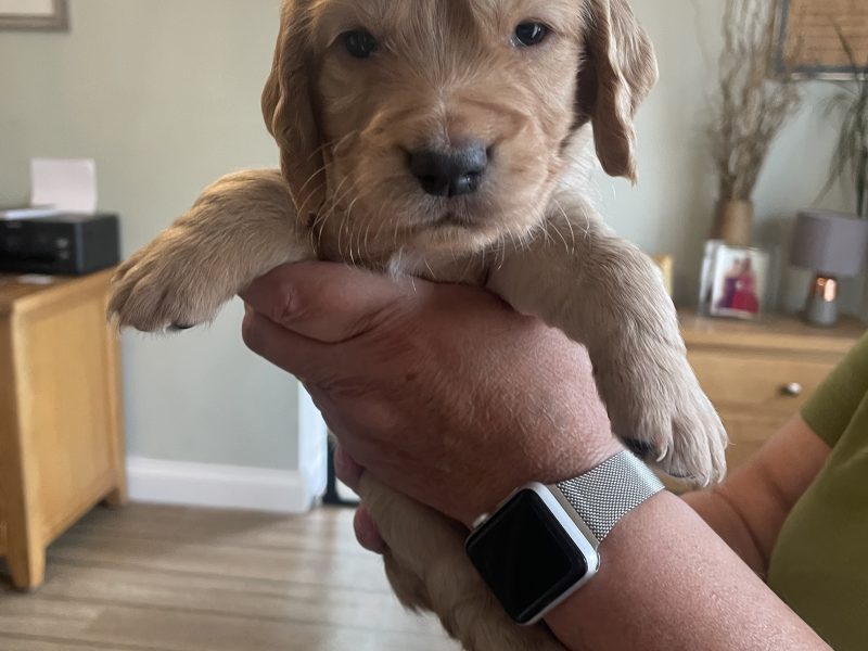KC Registered Working Cocker Pups (ALL SOLD)