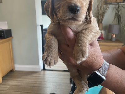 KC Registered Working Cocker Pups (ALL SOLD)