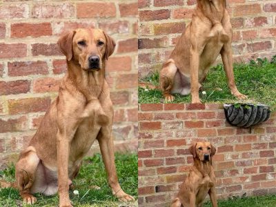 KC registered fox red Labradors