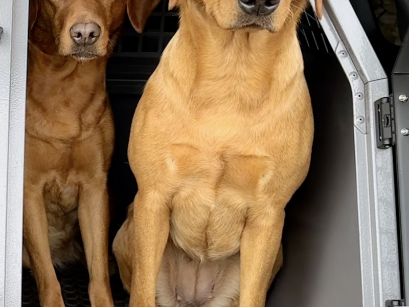 KC registered fox red Labradors