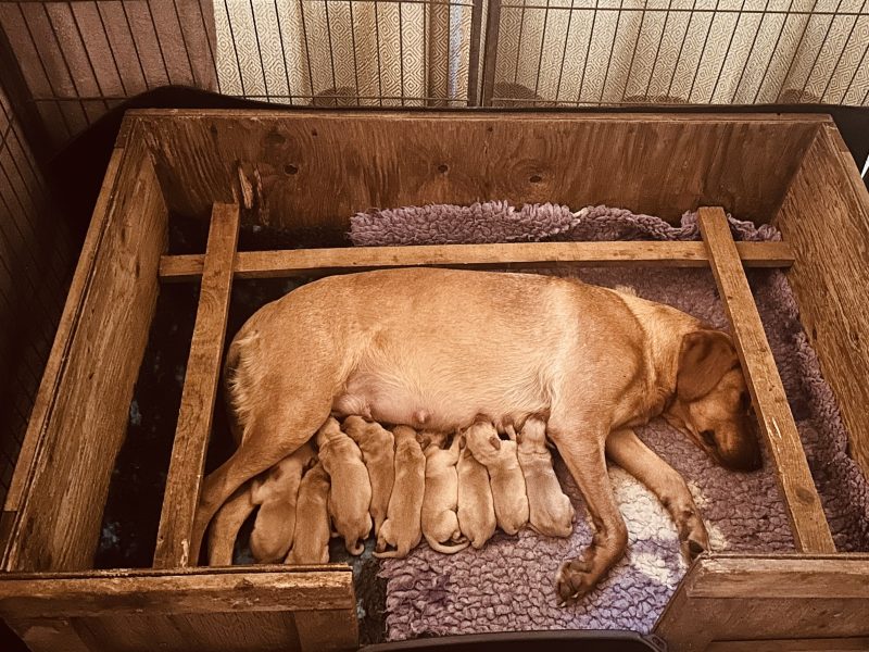 KC registered fox red Labradors