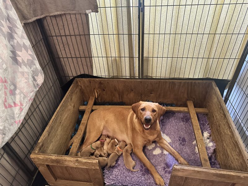 KC registered fox red Labradors