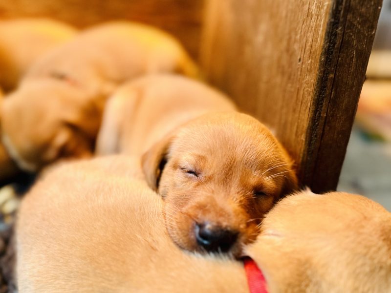 KC registered fox red Labradors