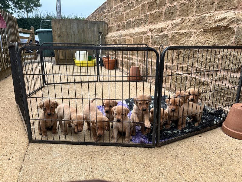 KC registered fox red Labradors