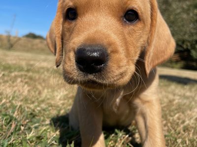 KC registered Black & Fox Red Labrador Puppies