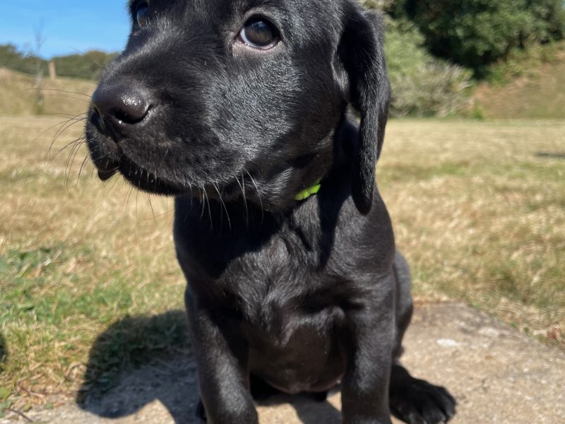 KC registered Black & Fox Red Labrador Puppies