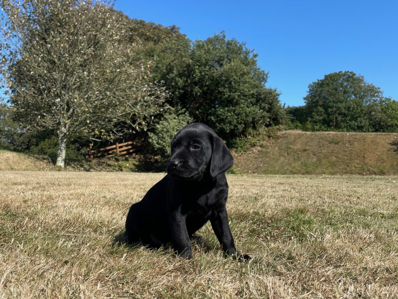KC registered Black & Fox Red Labrador Puppies