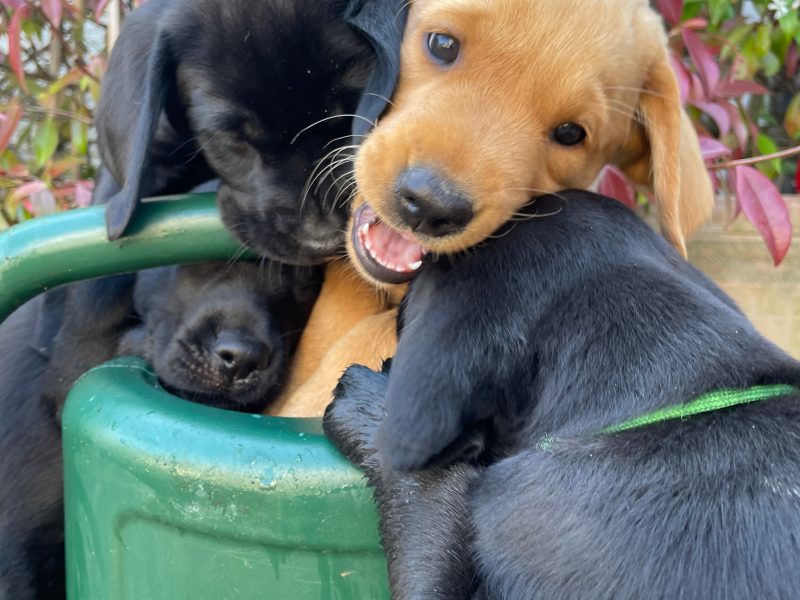 KC registered Black & Fox Red Labrador Puppies