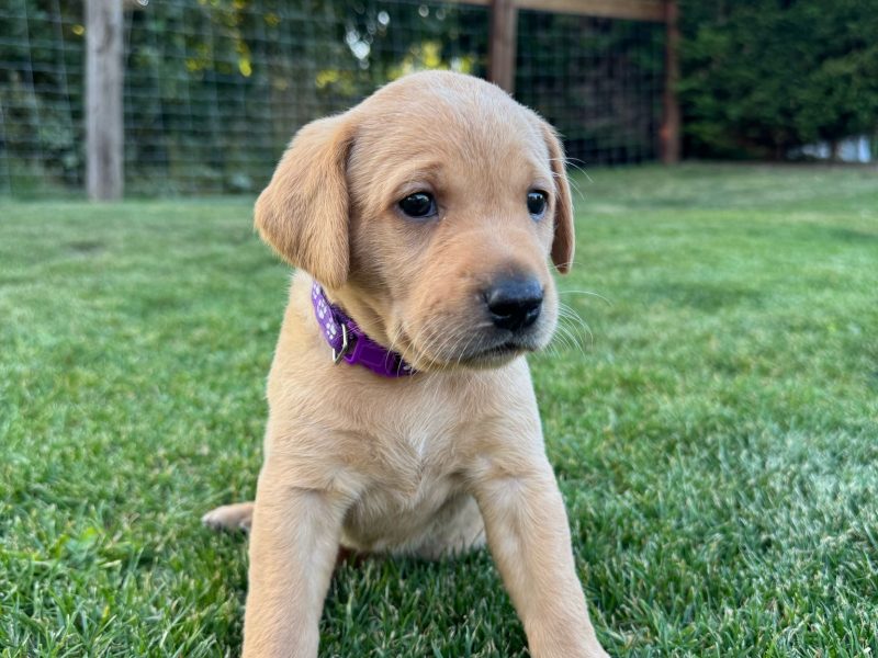 Two Labrador Bitches