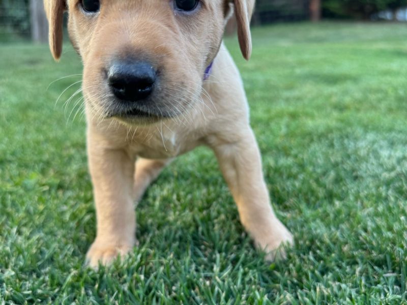 Two Labrador Bitches