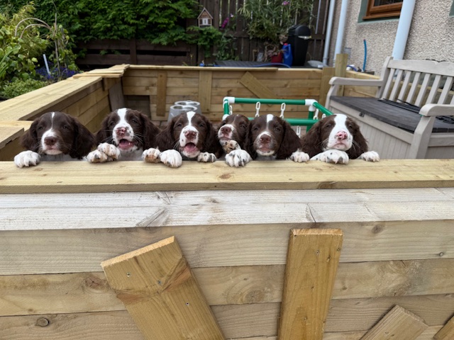 KC Registered Springer Spaniel Pups