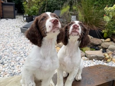 KC Registered Springer Spaniel Pups