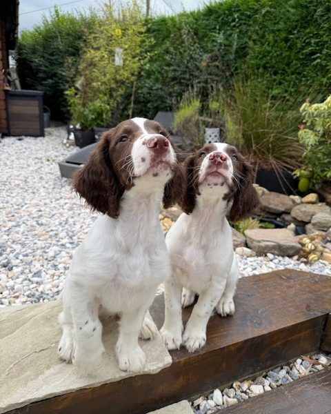 KC Registered Springer Spaniel Pups