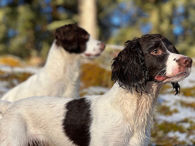 KC Registered Springer Spaniel Pups