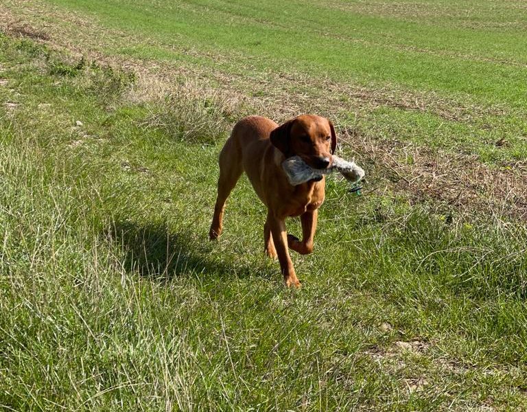 Fox Red Dual Purpose Bred