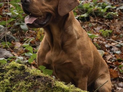 Fox Red Dual Purpose Bred