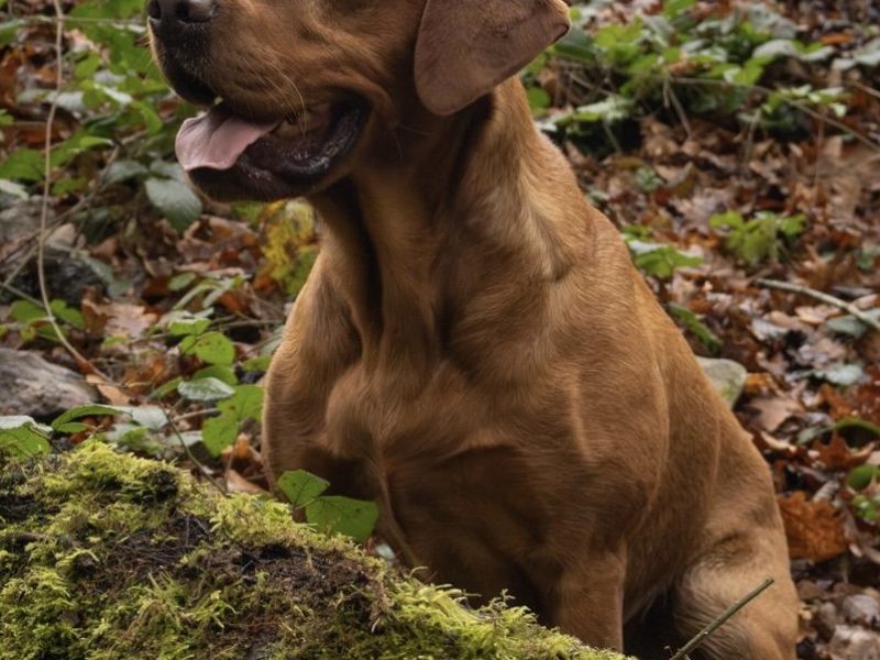 Fox Red Dual Purpose Bred