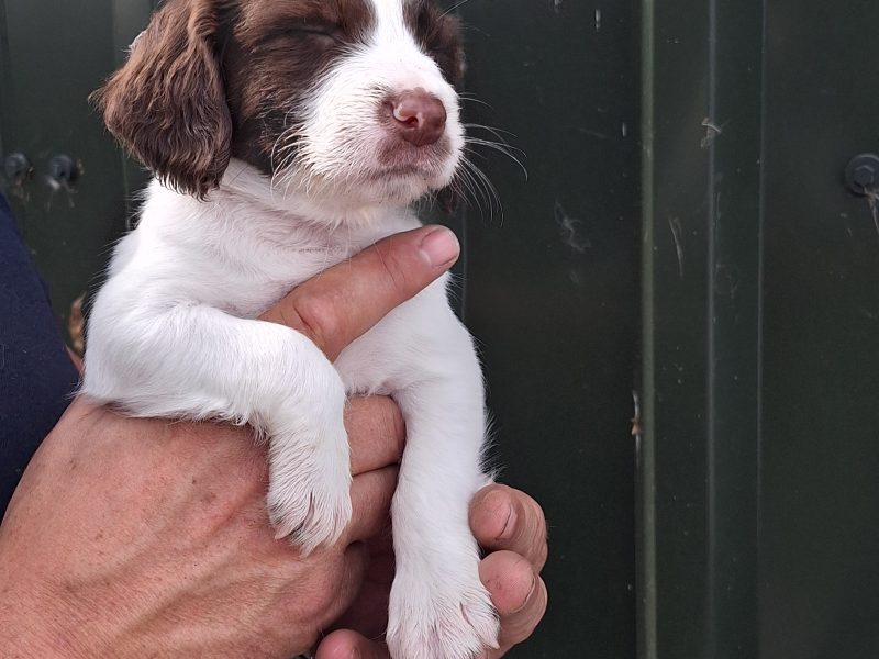 1 BITCH AND 2 DOGS LEFT stunning ESS pups for sale, 3 dogs 2 bitches
