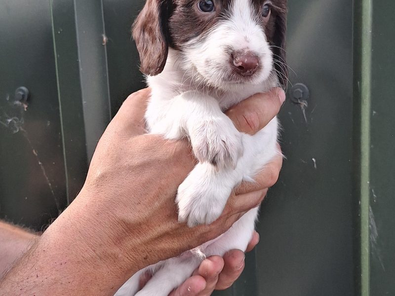 1 BITCH AND 2 DOGS LEFT stunning ESS pups for sale, 3 dogs 2 bitches
