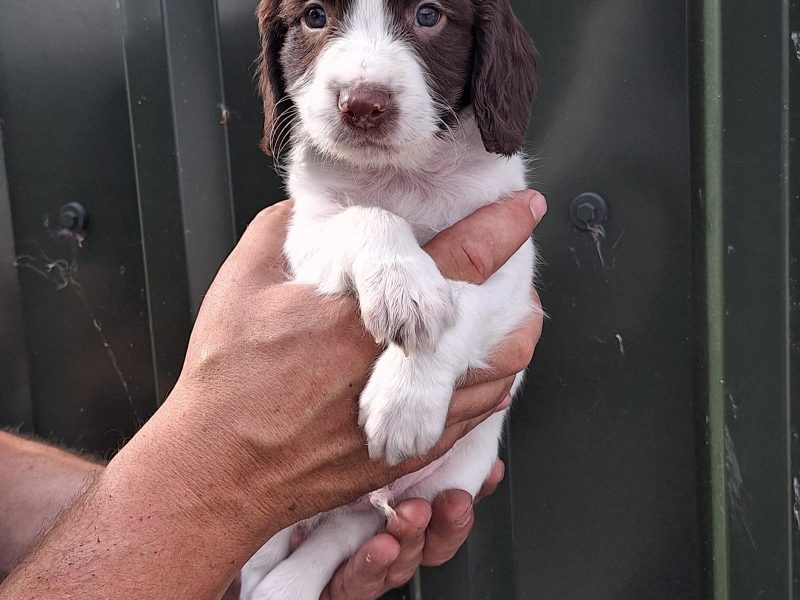 1 BITCH AND 2 DOGS LEFT stunning ESS pups for sale, 3 dogs 2 bitches