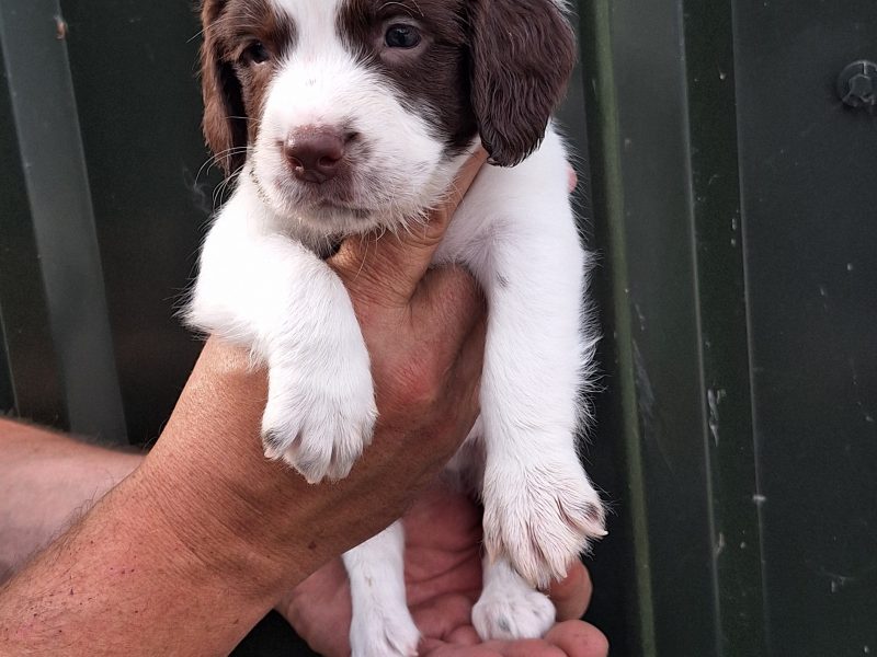 1 BITCH AND 2 DOGS LEFT stunning ESS pups for sale, 3 dogs 2 bitches
