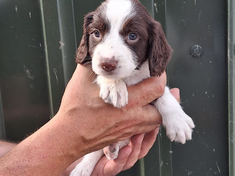 1 BITCH AND 2 DOGS LEFT stunning ESS pups for sale, 3 dogs 2 bitches