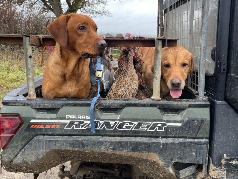 Fox Red Dual Purpose Bred