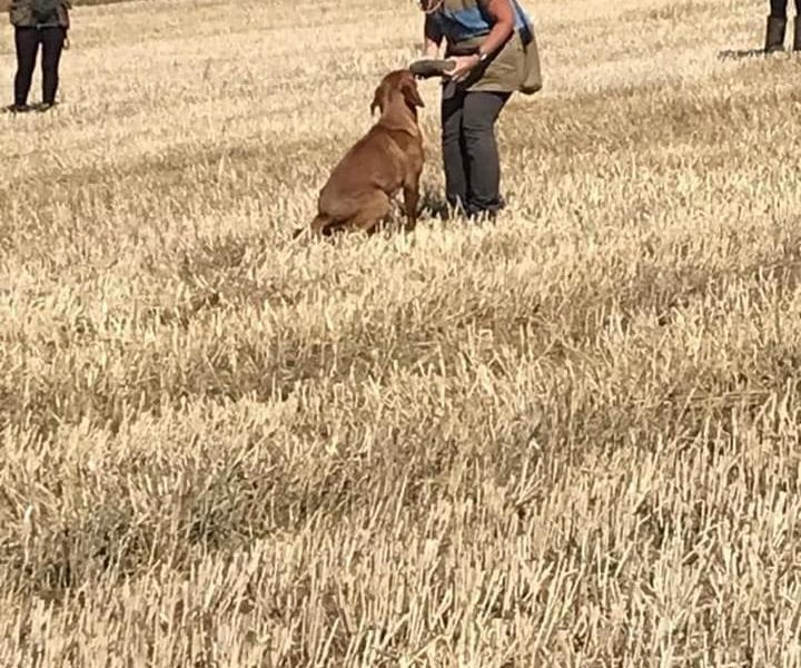 Fox Red Dual Purpose Bred