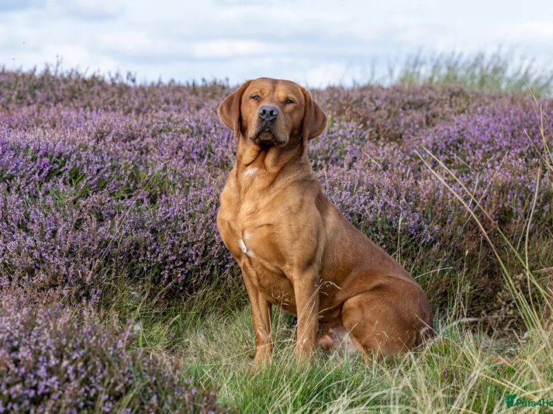 Fox Red Labrador Puppies from Working Parents